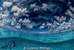Overunder image. A great Barracuda entered the frame whil... by Lorenzo Mittiga 